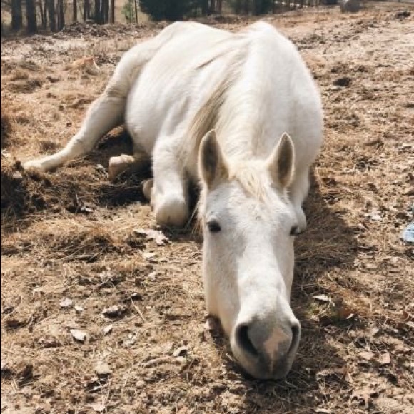 Meet your Posher, Ella - Picture 1 of 1